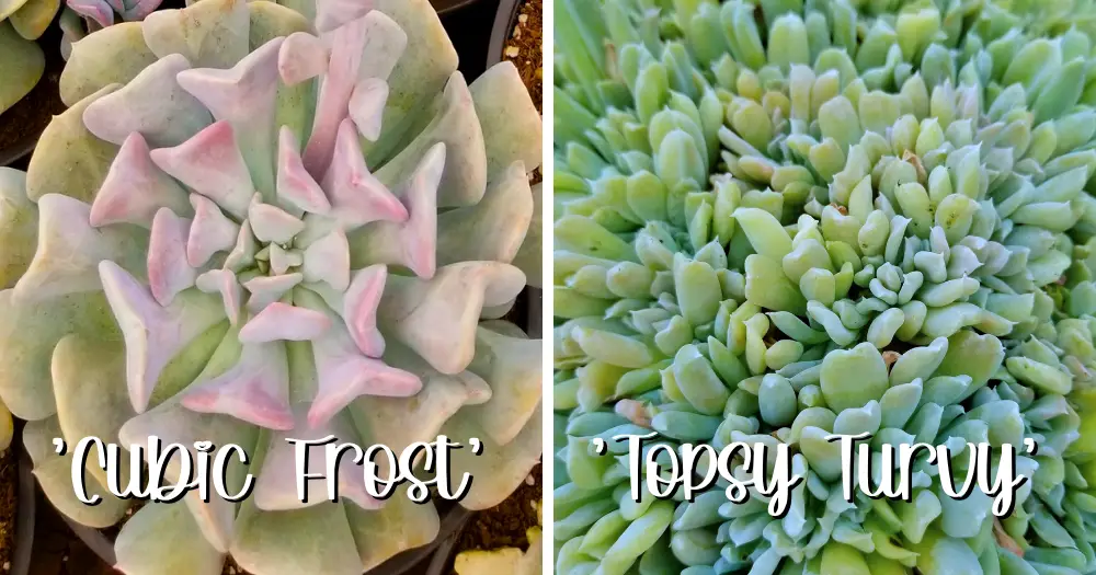 Echeveria cubic frost and topsy turvy cubic