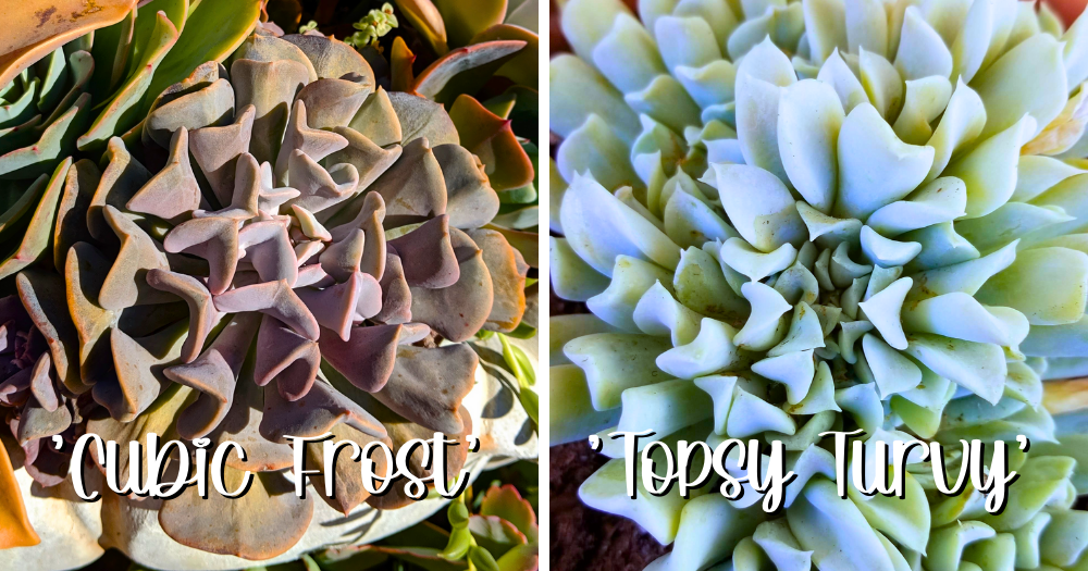 Echeveria cubic frost or topsy turvy cubic