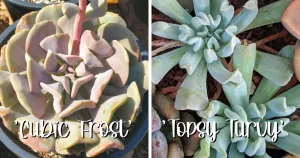 Echeveria cubic frost vs echeveria topsy turvy