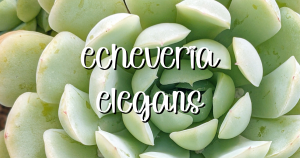 Echeveria elegans feature