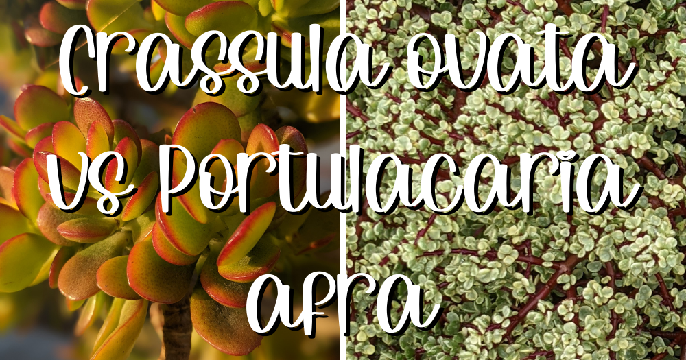 Feature crassula ovata vs portulacaria afra light