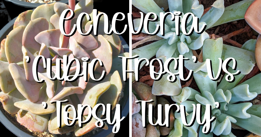 Feature echeveria cubic frost vs echeveria topsy turvy light