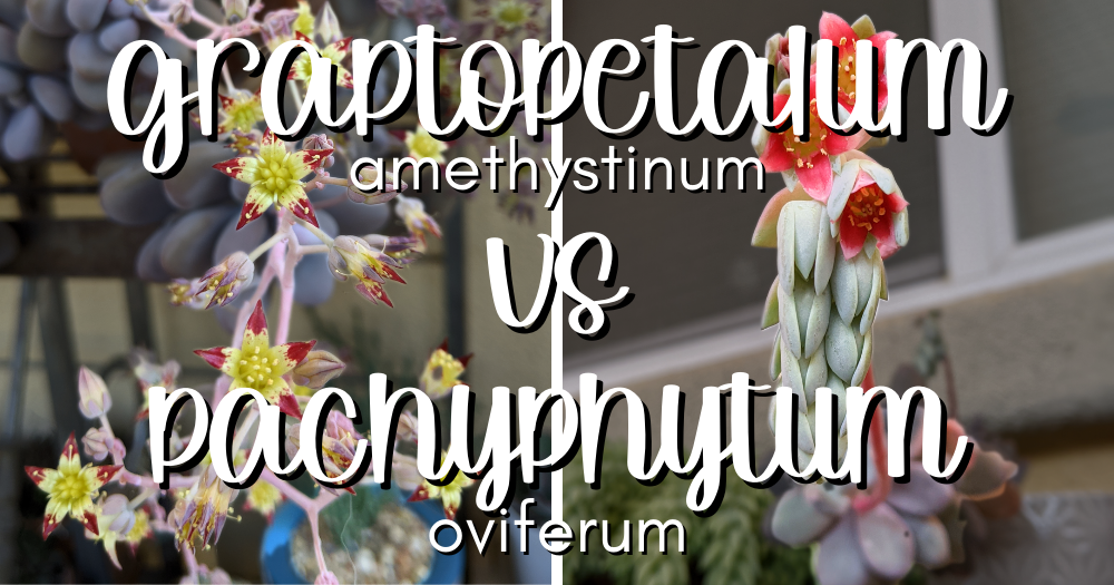 Feature graptopetalum amethystinum vs pachyphytum oviferum amethystinum