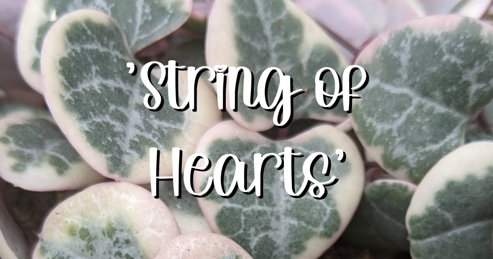 Feature variegated string of hearts ceropegia woodii string of hearts, ceropegia woodii, trailing succulents, variegated string of hearts