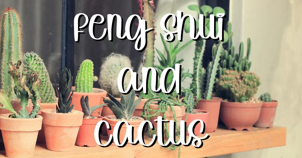 Feng shui and cactus monocarpic succulents