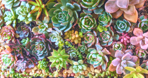 How planting succulents in the ground vs pots affects shape and size