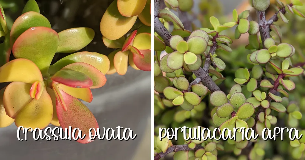 How to tell crassula ovata vs portulacaria afra apart ovata