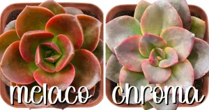 Melaco vs chroma echeveria difference