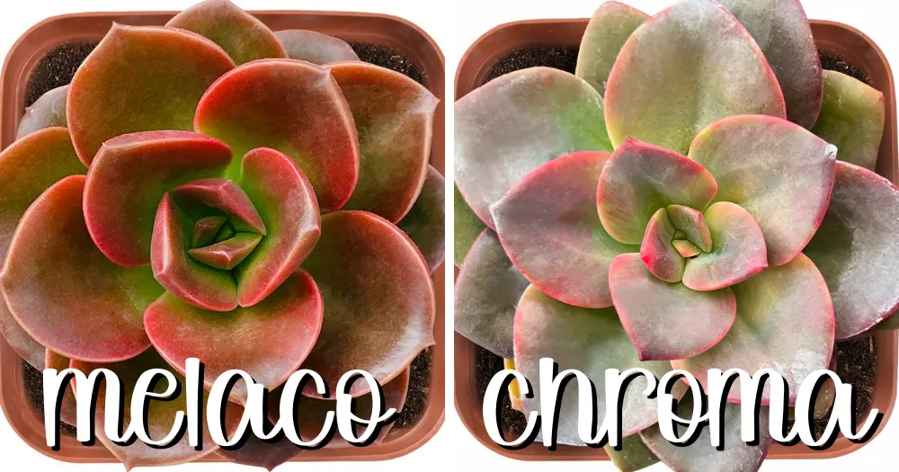 Picture of echeveria 'melaco' on the left and echeveria 'chroma' on the right showing the differences so people are able to tell the two apart
