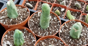 Penis cactus grows in all shapes and sizes