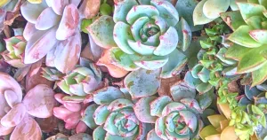 Planting succulents in the ground vs pots requires different methods of maintenance