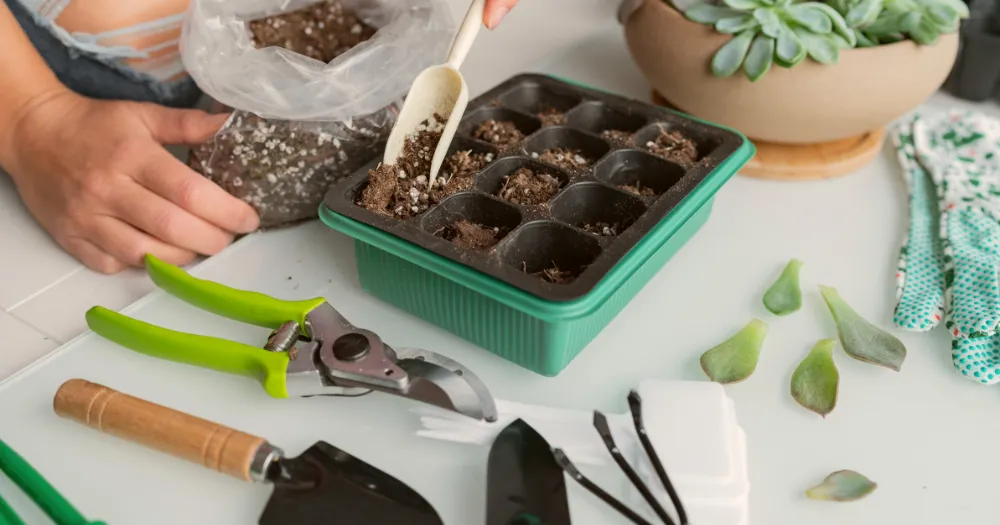 Propagating echeveria leaves in a seedling tray