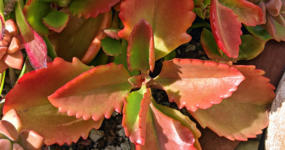 Red kalanchoe wind