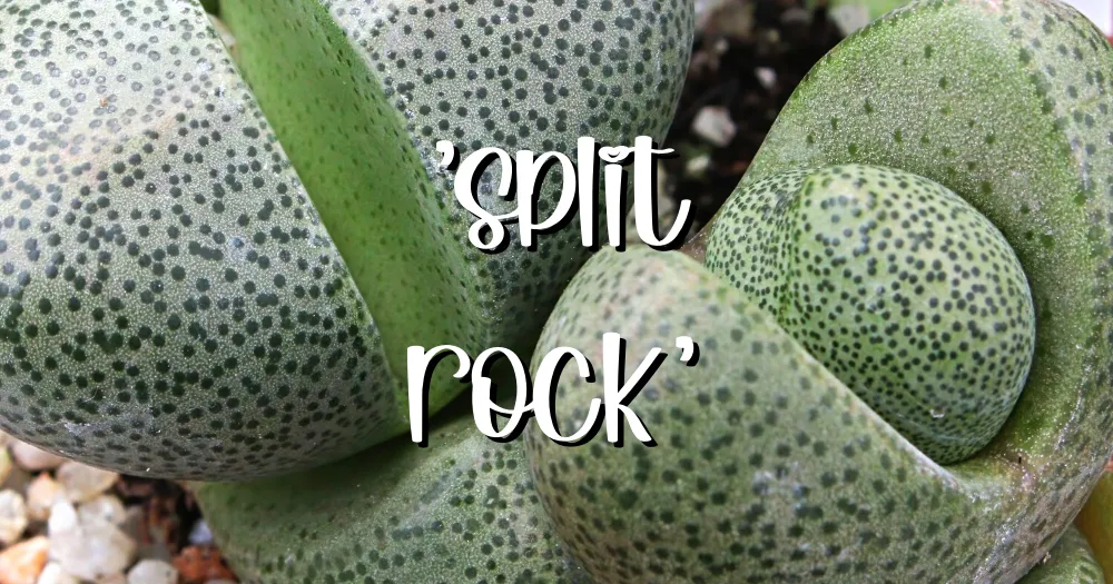 Split rock pleiospilos nelii feature succulent