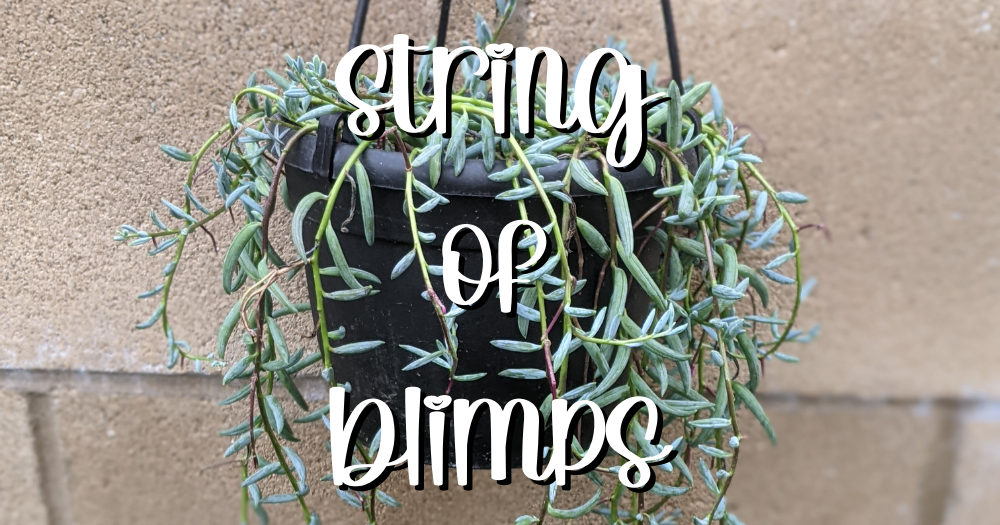 String of blimps senecio radicans feature succulent