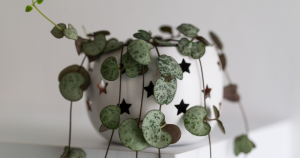 String of hearts care