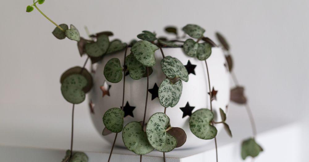 String of hearts care string of hearts, ceropegia woodii, trailing succulents, variegated string of hearts