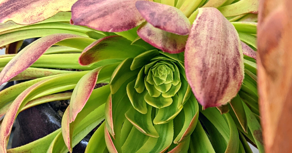 Striped aeonium outside benefits greatly from wind