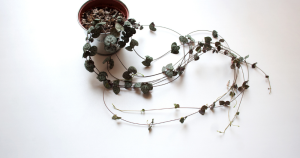 Succulent ceropegia woodii hearts string