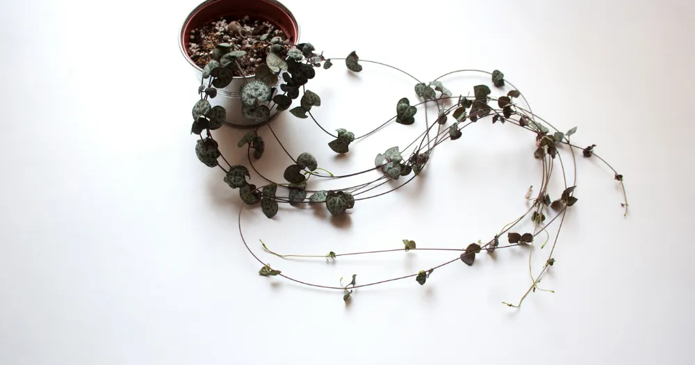 Succulent ceropegia woodii hearts string string of hearts, ceropegia woodii, trailing succulents, variegated string of hearts
