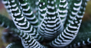 Succulent haworthia fasciata zebra plant