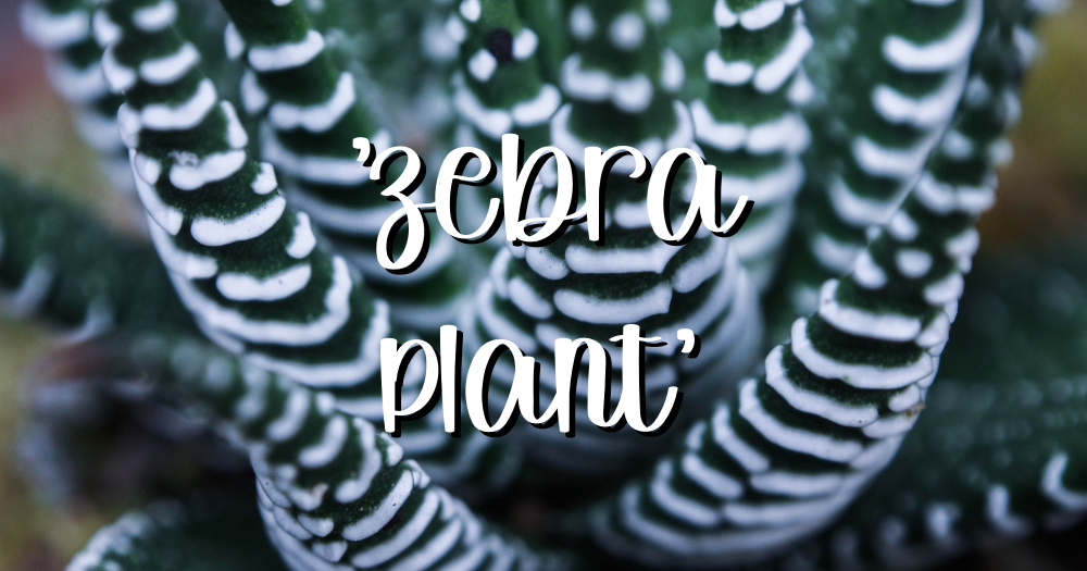 Succulent haworthia fasciata zebra plant feature