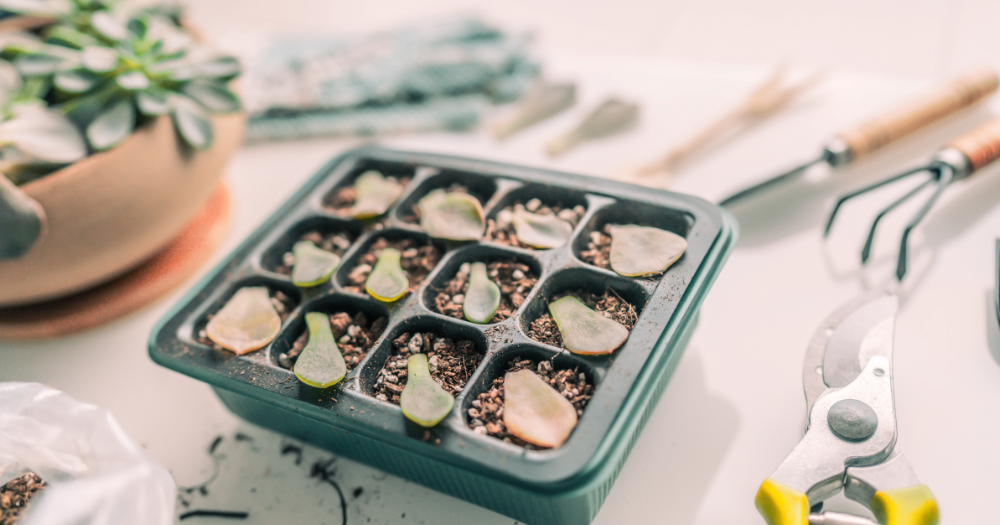 Succulent leaves laying on soil propagating succulents,propagating succulent leaves,propagating succulents in water,propagating,cuttings
