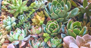 Succulents in the ground vs pots have different soil needs