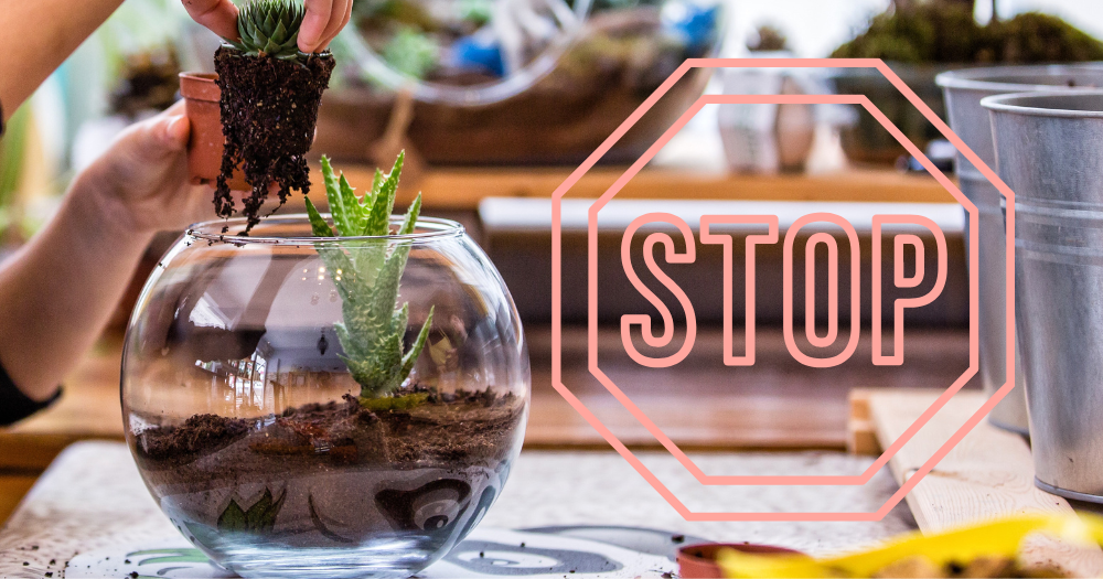 Terrariums are a bad place for succulents succulents in terrariums,terrariums