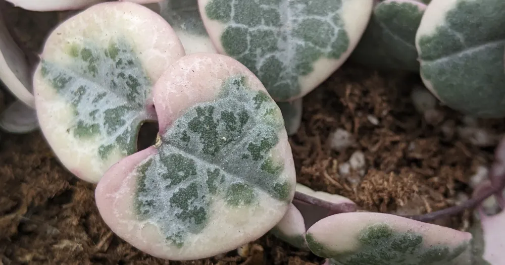 Variegated string of hearts ceropegia woodii propagation string of hearts, ceropegia woodii, trailing succulents, variegated string of hearts