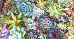 Watering frequency and amounts are different for planting succulents in the ground vs pots