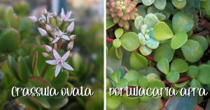 Watering needs crassula ovata vs portulacaria afra