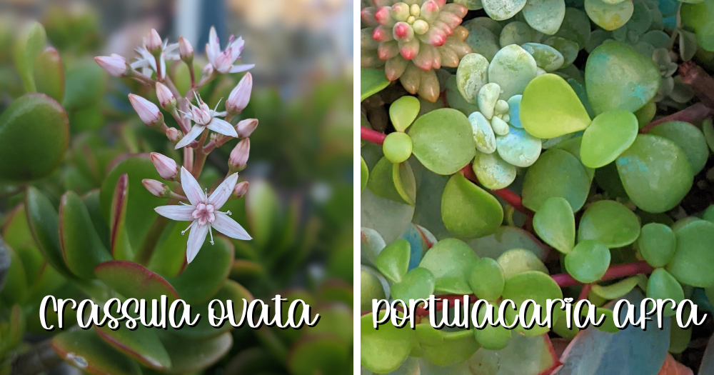 Watering needs crassula ovata vs portulacaria afra ovata