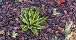 Agave lophantha quadricolor looks great against red rocks