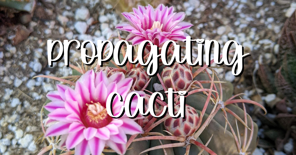Cactus propagation feature propagating cacti