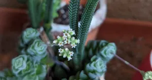 Crassula dorothy small flowers