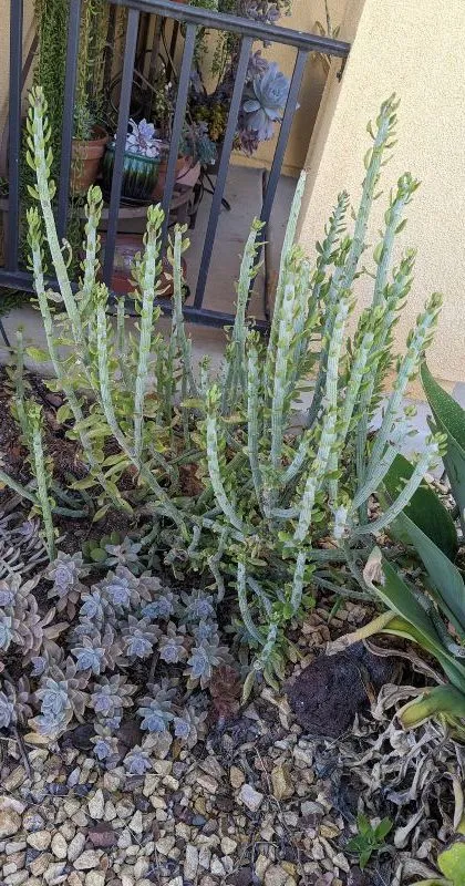 A couple months of new growthafter pruning my senecio swizzle sticks way back 04222023 swizzle