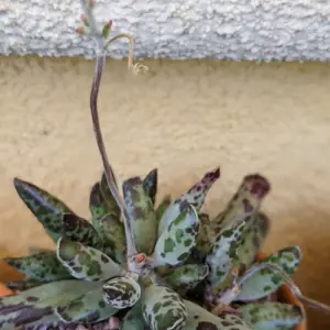 Adromischus flower stalk growing out of succulent
