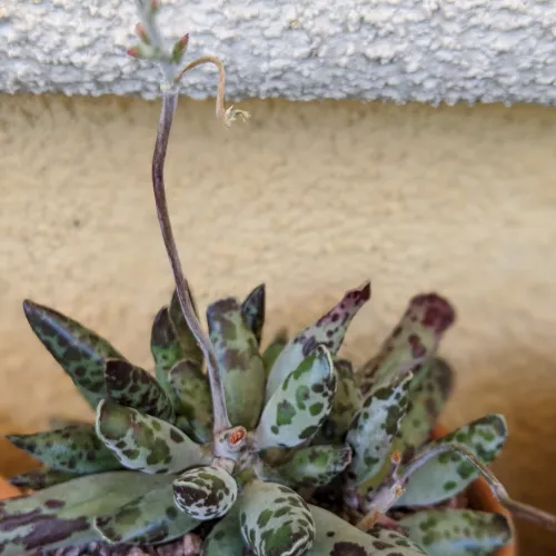 Adromischus flower stalk growing out of succulent grow