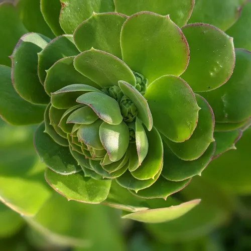 Aeonium elongating and forming flowers before blooming grow
