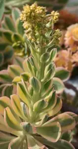 Aeonium flowers monocarpic succulent death bloom