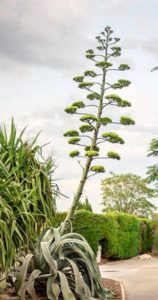 Agave tall succulent death bloom