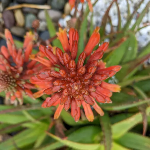 Aloe flowers from the top grow