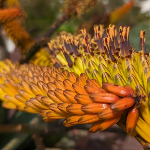 Aloe flowers up close on long stem grow