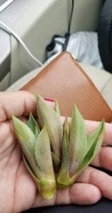 Baby agave plantlets from monocarpic succulent death bloom