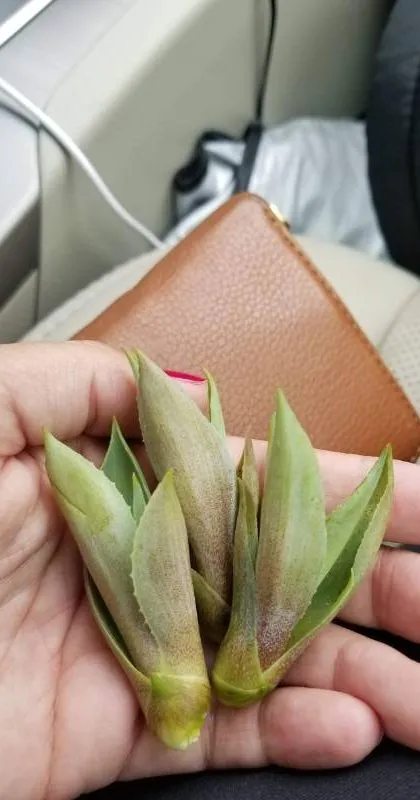 Baby agave plantlets from monocarpic succulent death bloom rotated monocarpic