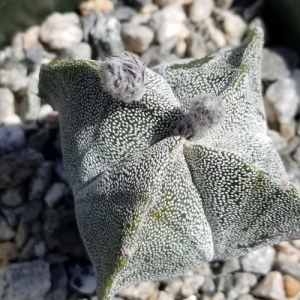 Black fuzzy pods on bishops cap cactus