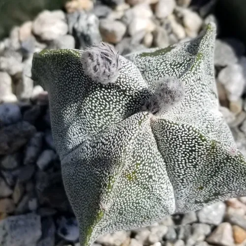 Black fuzzy pods on bishops cap cactus grow