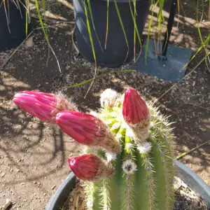 Cactus flowers before blooming