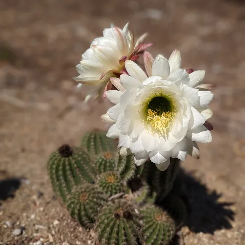 Cactus in bloom with buds forming grow